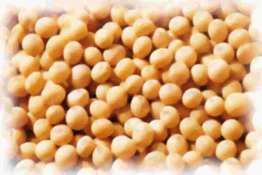 育毛に効果的なたんぱく質は大豆